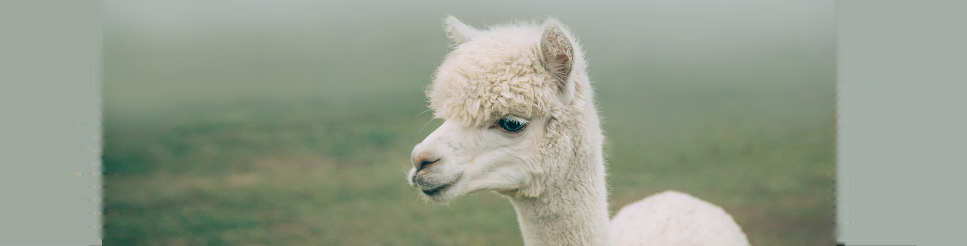 Alpaca