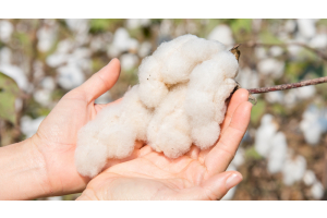 Why we use BCI cotton