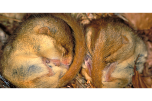 Hazel dormice, like many of our other small animals, hibernate through the winter months in order to survive.