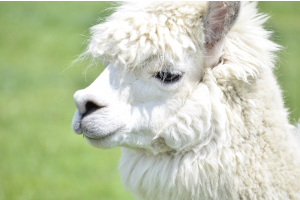 Things you might not know about Alpacas