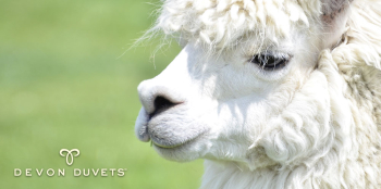Things You Might Not Know About Alpacas