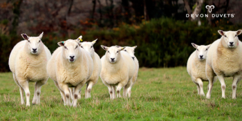 Traceable British Wool From Farm to Duvet