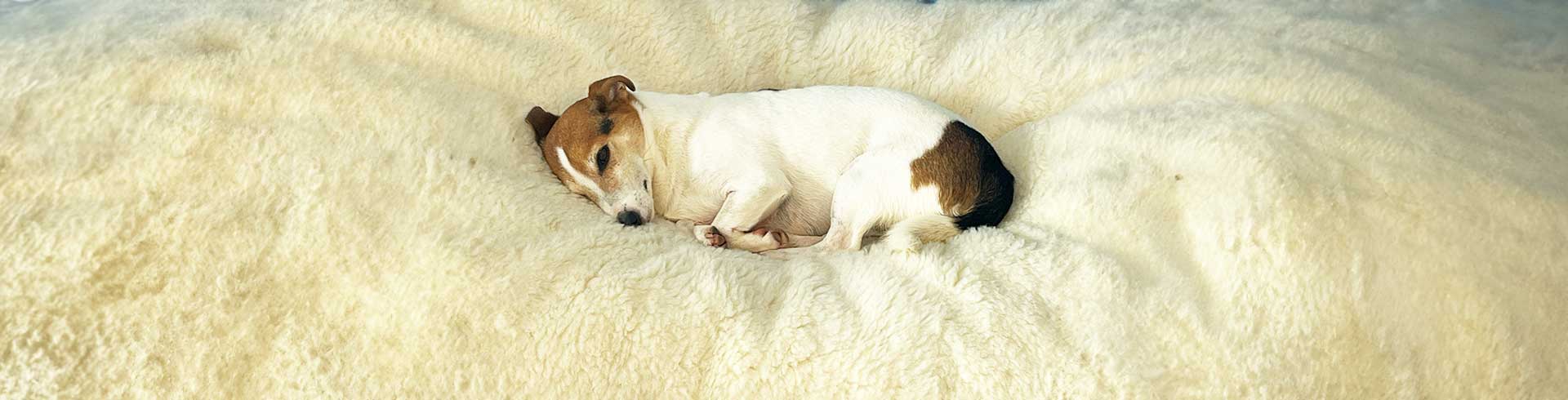 Dog duvets uk discount