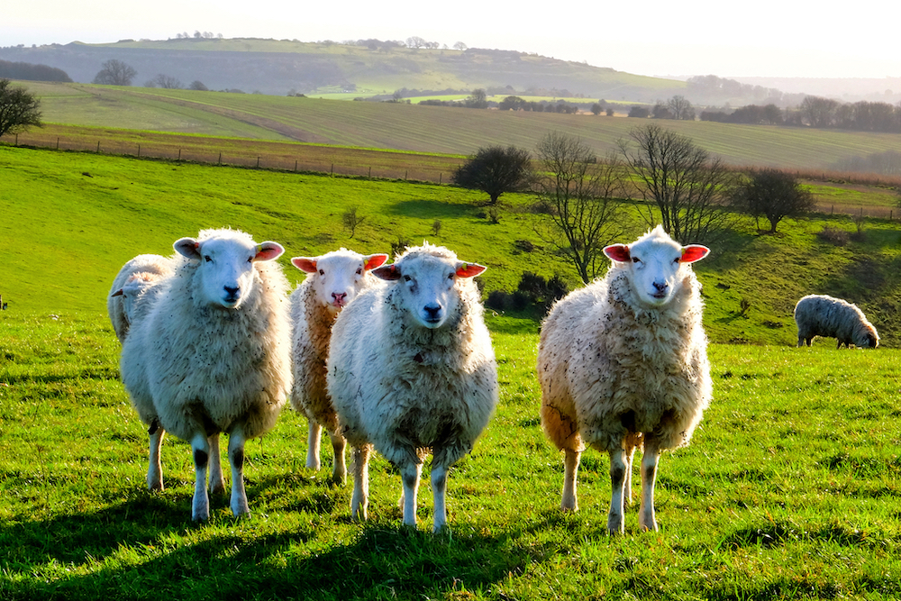 Twelve things you might not know about sheep