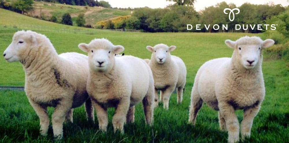 Banner image featuring adorable baby lambs of the Devon Closewool sheep breed, representing Devon Duvets' commitment to protecting rare breeds through their new wool duvet collection.