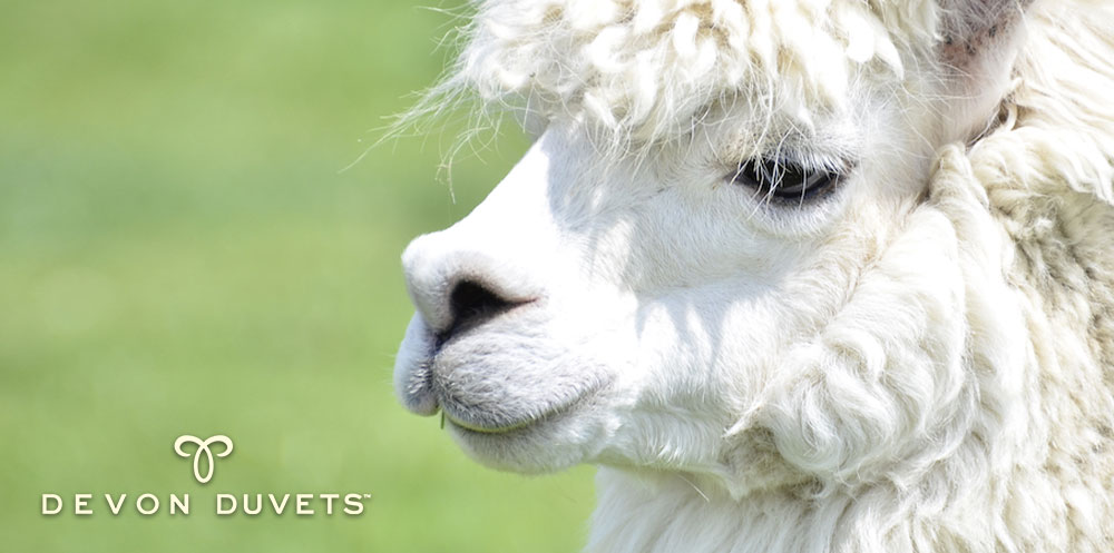 Blog post featuring Devon Duvets' handcrafted British alpaca duvets and unique alpaca facts.