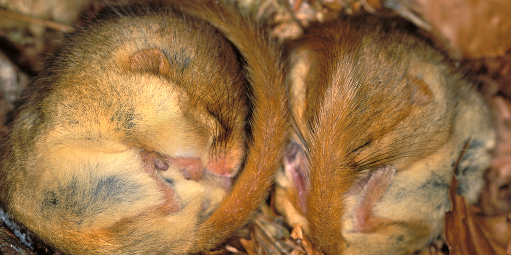 Hazel dormice, like many of our other small animals, hibernate through the winter months in order to survive.