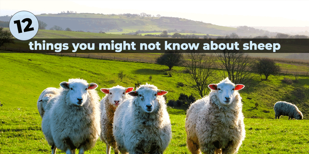 Twelve things you might not know about sheep