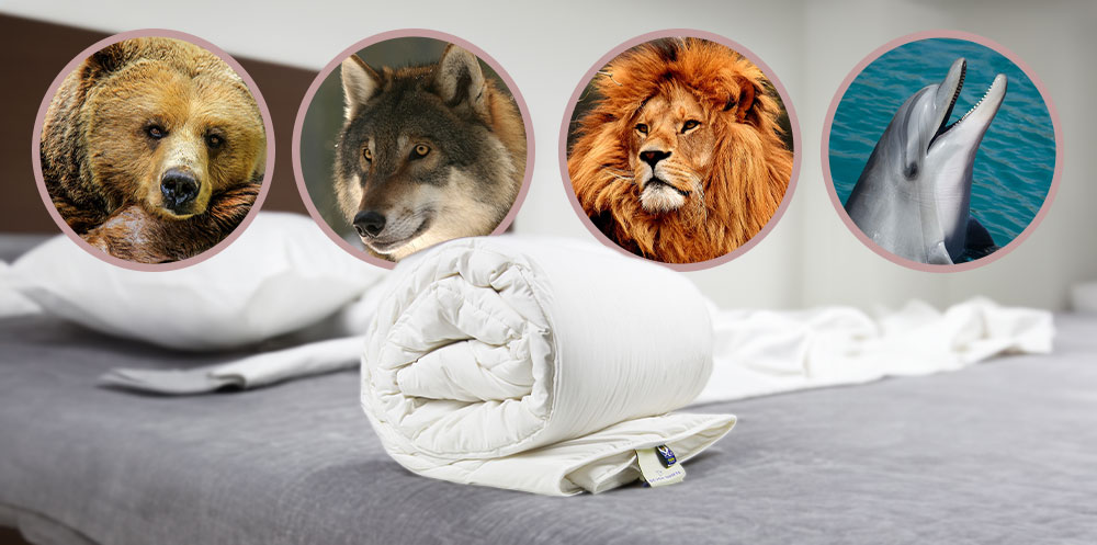 A bear, wolf, lion and dolphin to show the sleep chronotypes banner.
