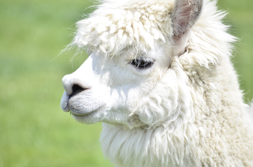 Things you might not know about Alpacas
