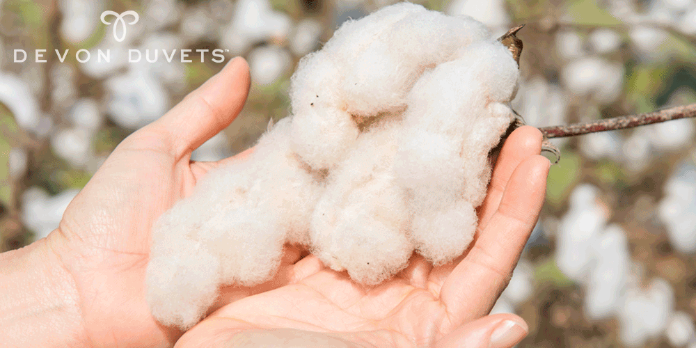 Why we use BCI cotton at Devon Duvets