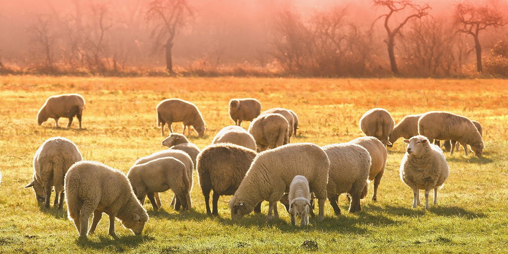 Featuring the best wool for your wool winter bedding