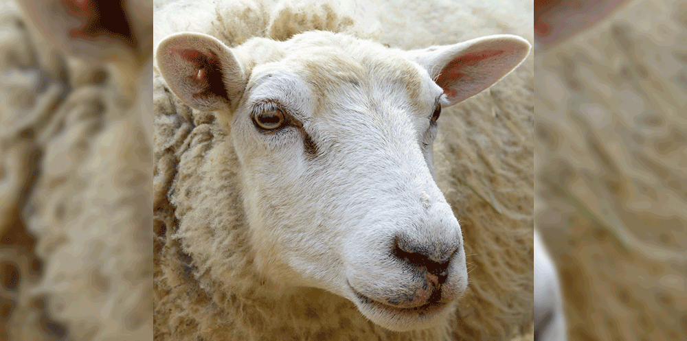 From the sheep all the way to providing you with a better night’s sleep - then let us fill you in.