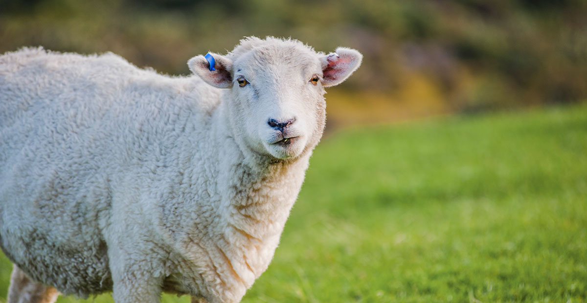 British sheep grazing in countryside representing wool as a renewable natural fibre.