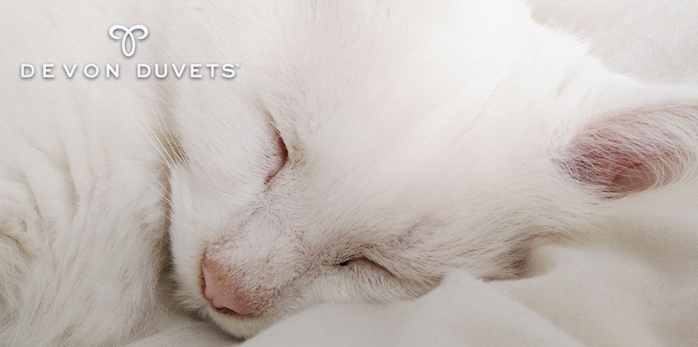 White cat lying on a comfortable bed with wool bedding, promoting restful sleep and comfort.