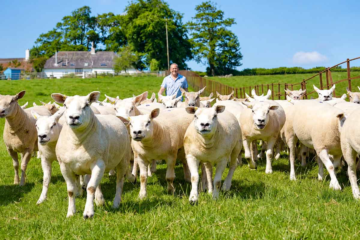A flock of sheep grazing in the British countryside