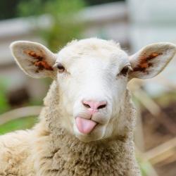 Devon Wool