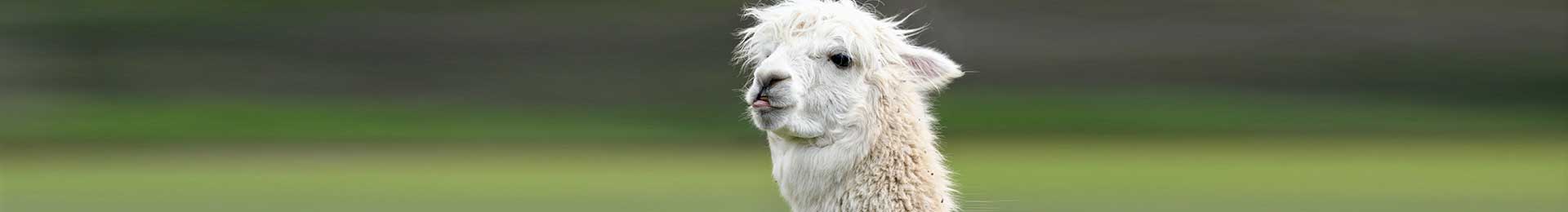 A close-up shot of a pure white Huacaya alpaca, highlighting the luxurious quality of alpaca wool