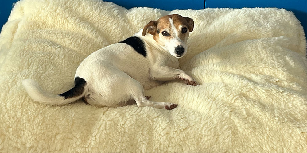 Luxuriously soft handmade dog bed featuring a Jack Russel dog.