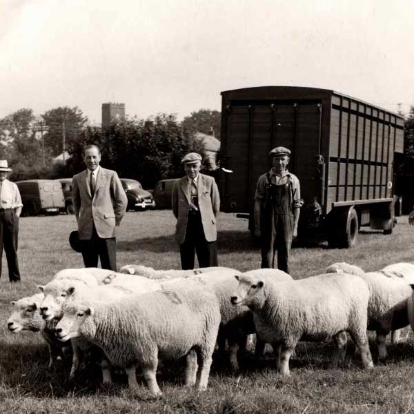 Vintage black and white photograph of Devon Closewool sheep grazing in a pasture during the 1950s.
