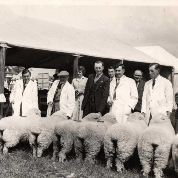 Historic image of a farmer shearing wool from a Devon Closewool sheep in the mid-20th century.