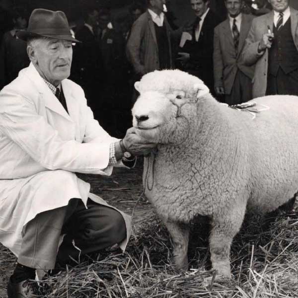 Classic 1950s photograph showcasing a herd of Devon Closewool sheep on a traditional British farm.