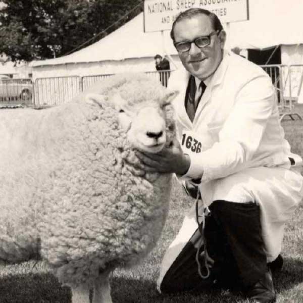 Nostalgic image of Devon Closewool sheep being tended to by farmers in traditional 1950s attire.