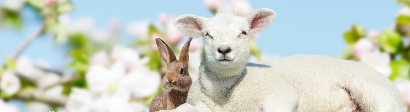 sheep and rabbit