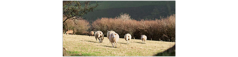 Devon Dartmoor sheep photo taken by Paulin Beijen