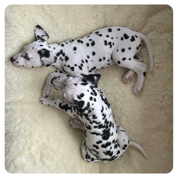 Two Dalmatian puppies snuggled up on a luxurious wool pet bed.