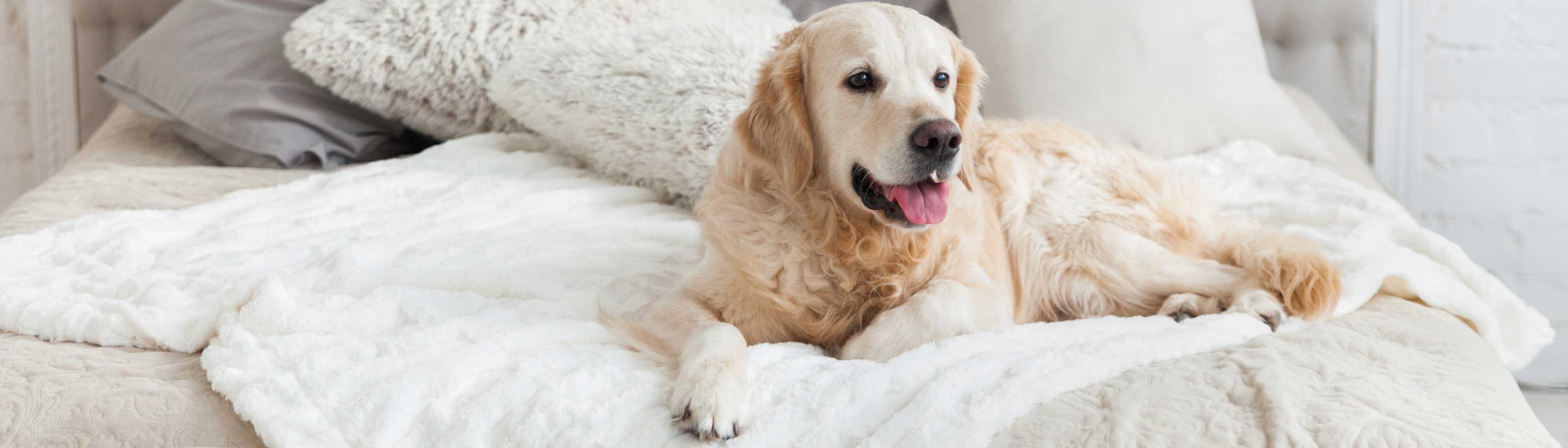 Adorable dog cozily sleeping under a Devon Duvets duvet on World Sleep Day