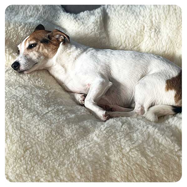 Jack Russell Terrier lounging on a cosy wool pet bed.