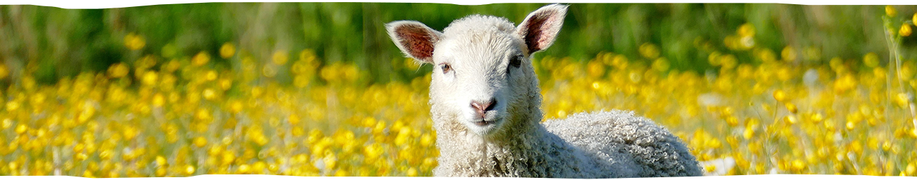 image of a sheep in a meadow