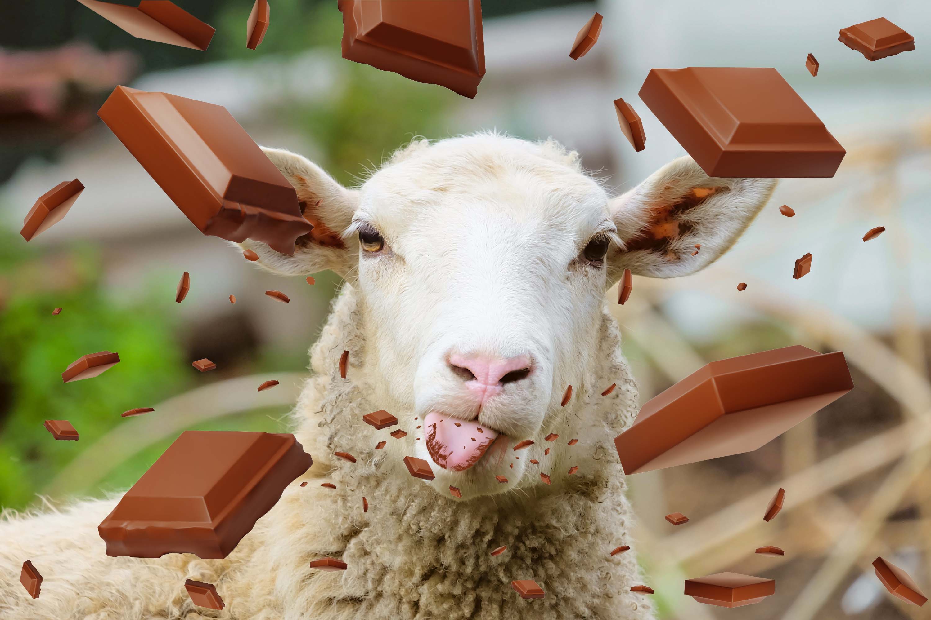 sheep with chocolate