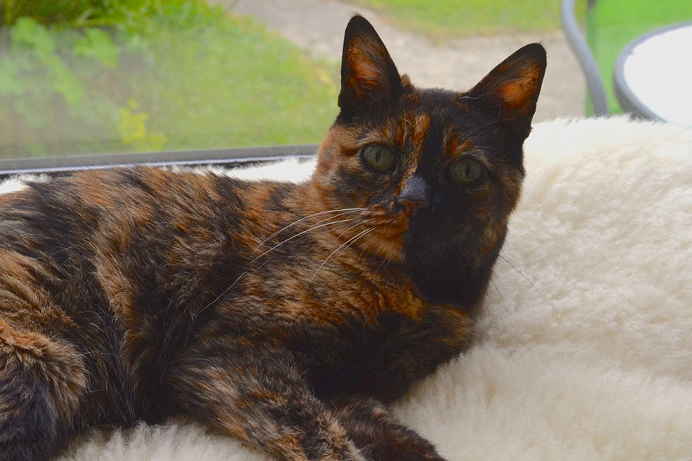 Cat laying on woollen pet bed with british wool.