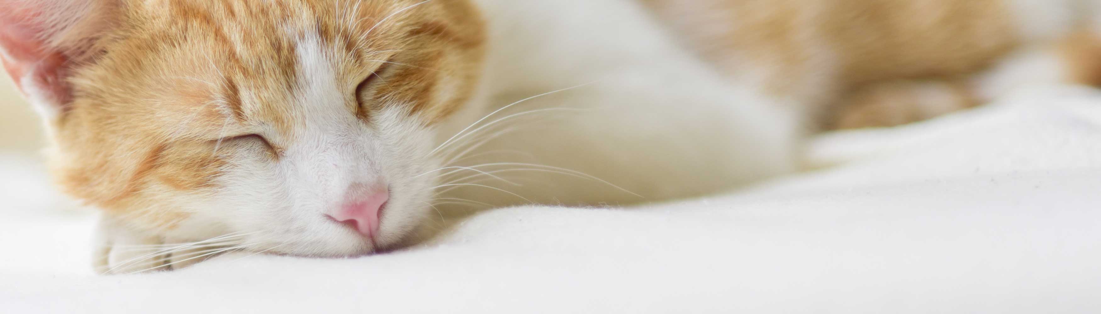 Adorable cat taking a nap on a comfortable bed