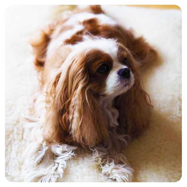 Cavalier King Charles Spaniel resting on a soft wool pet bed.