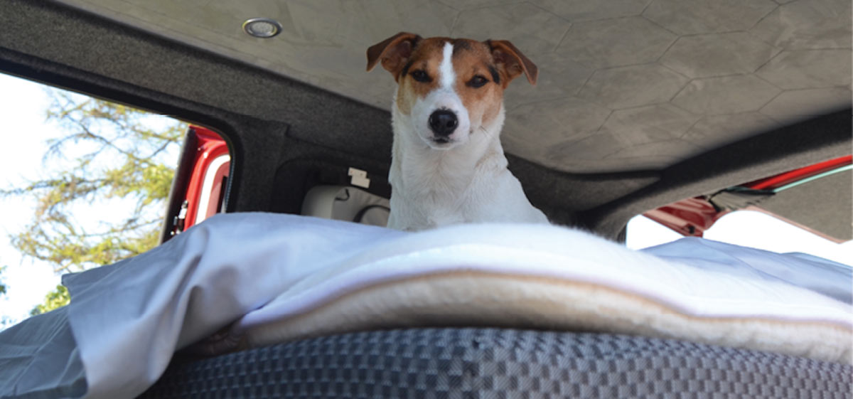 Jack Russell sitting on a cosy bed in a camper van, ready for an outdoor adventure