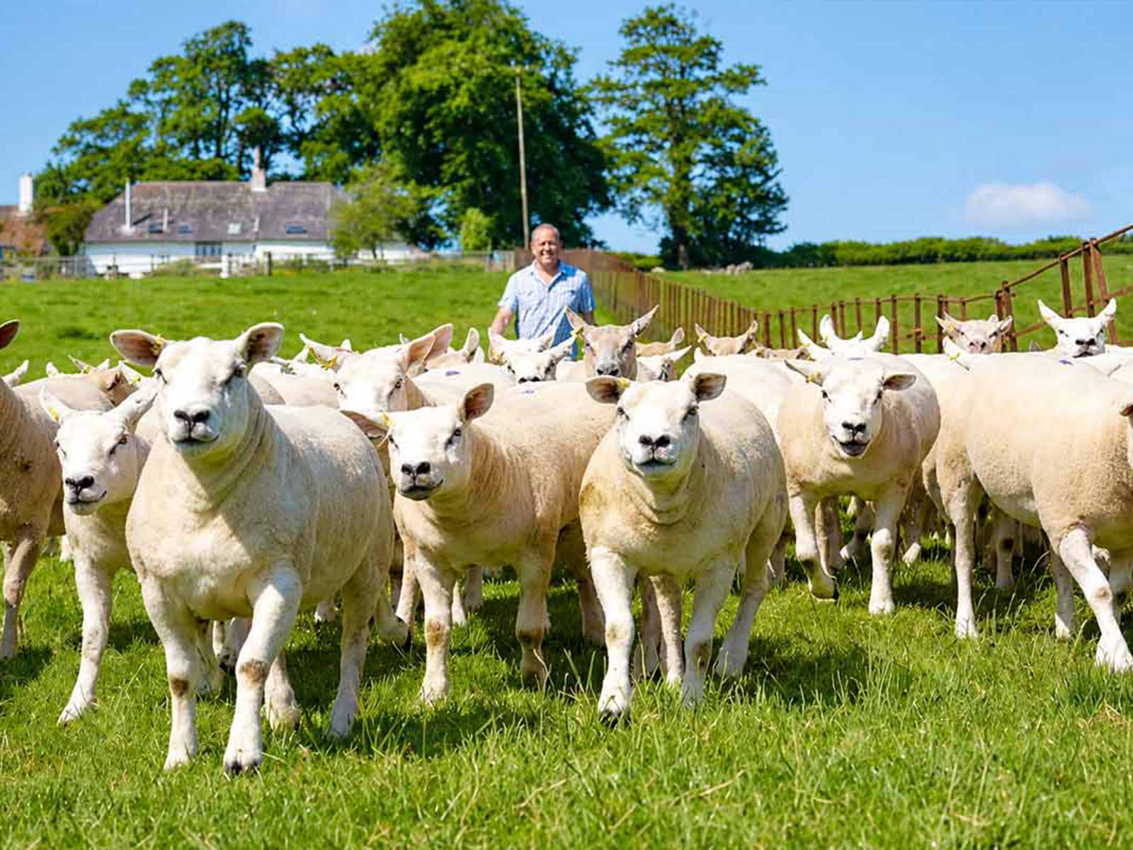 Adult sheep grazing in a green pasture in the British countryside