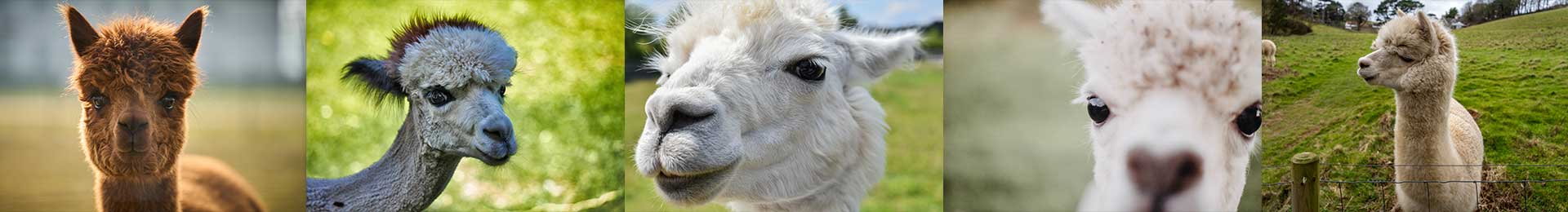 An alpaca protecting a sheep flock in the UK, symbolising their role as effective pack animals and bodyguards for other livestock