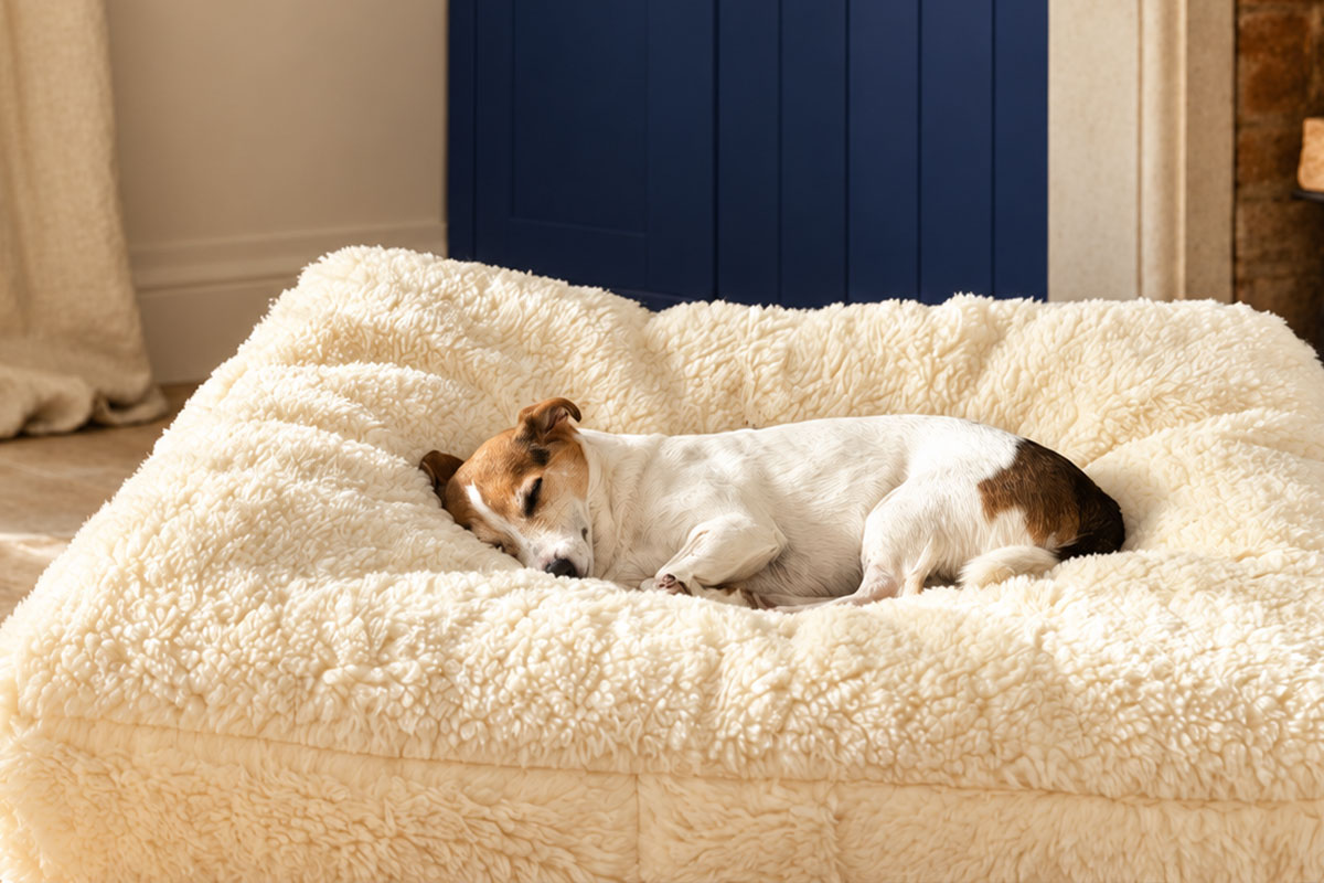 Dog resting on a Devon Duvets pet bed.