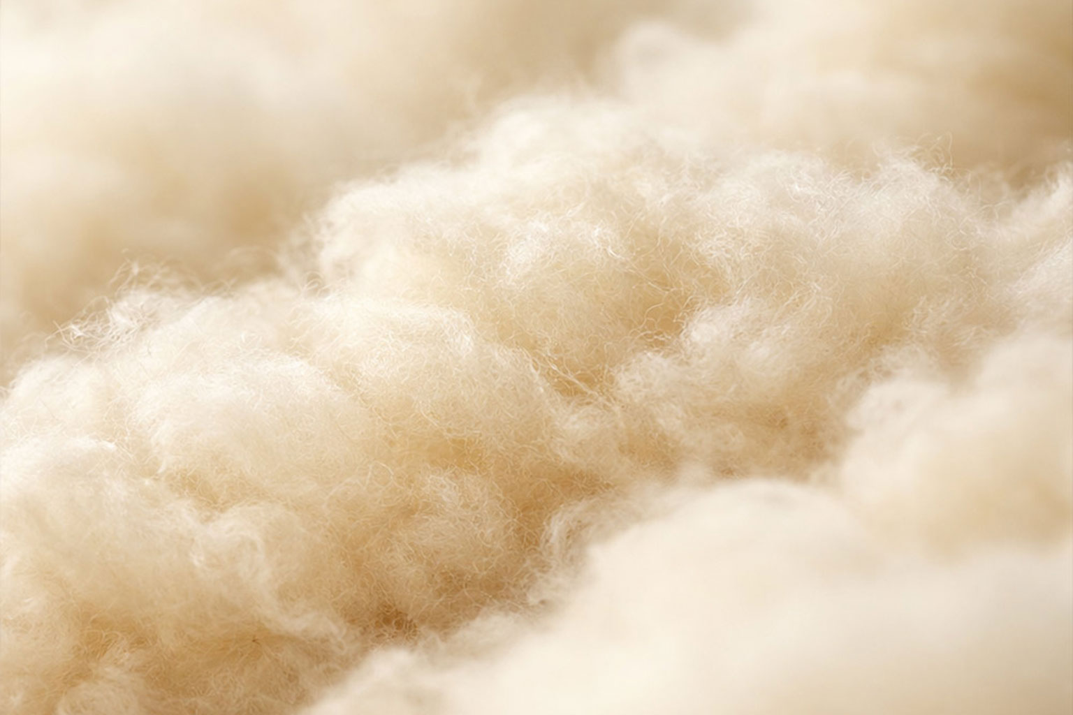 Close-up of soft cream wool fibres with their naturally curled texture.