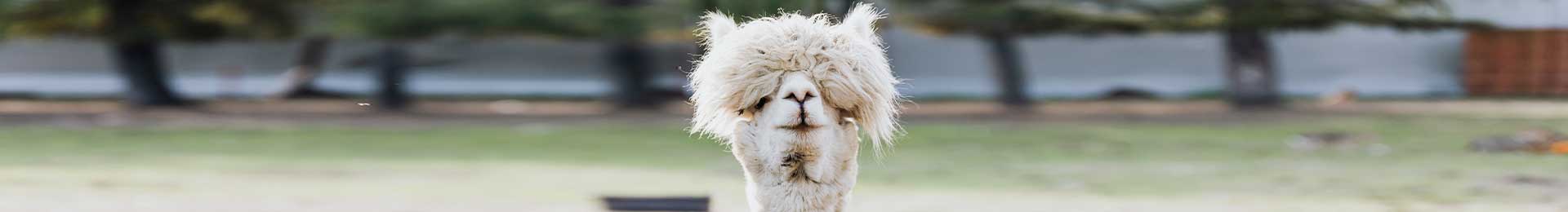 An adult male alpaca, sporting a rich, dense coat, standing vigilant in its role as a flock protector