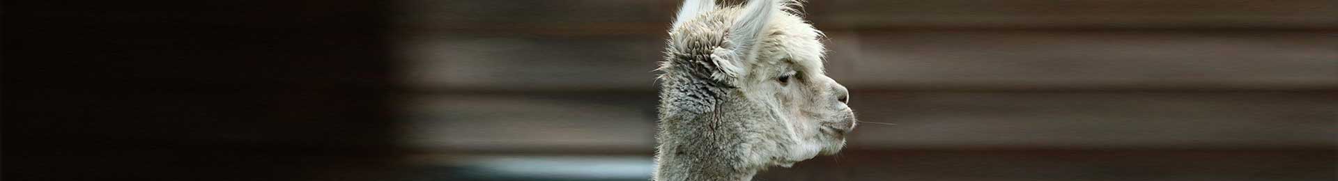 Close-up view of a Huacaya alpaca's fine white wool, an embodiment of the high-quality British alpaca fibre