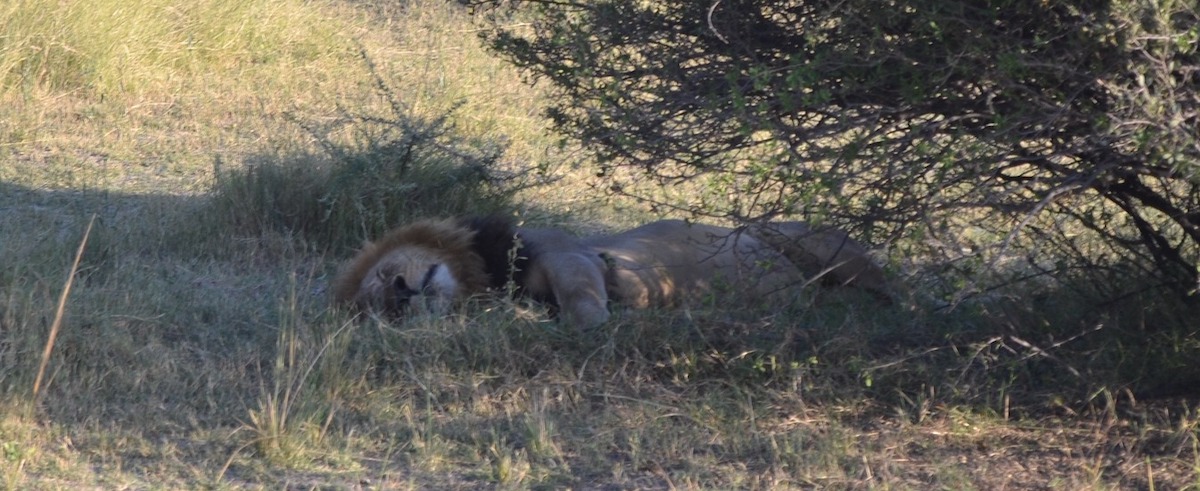 lion taking afternoon nap