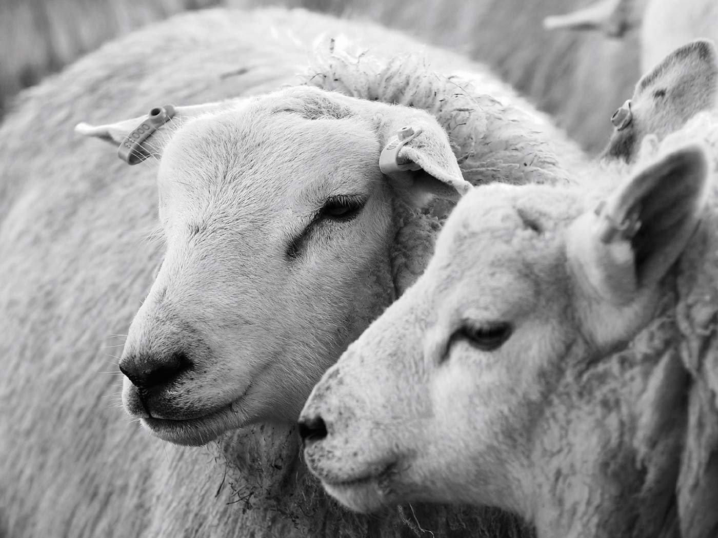 Hands gently examining the texture of natural ivory wool fleece